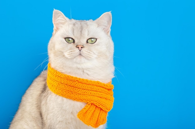 Un imponente gatto bianco seduto in una sciarpa lavorata a maglia arancione su sfondo blu