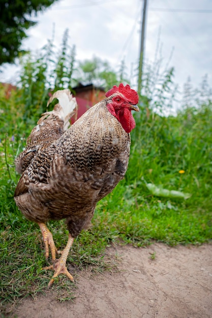 Un importante gallo passeggia per il paese