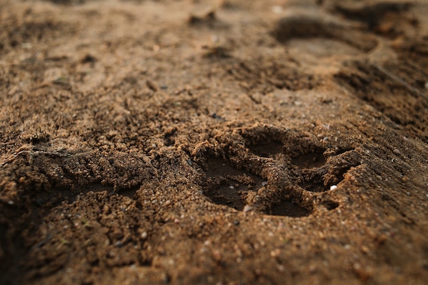 un'impronta di cane su una superficie sabbiosa