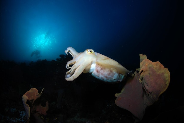 Un'incredibile seppia Broadclub - Sepia latimanus. Parco nazionale di Komodo, Indonesia.