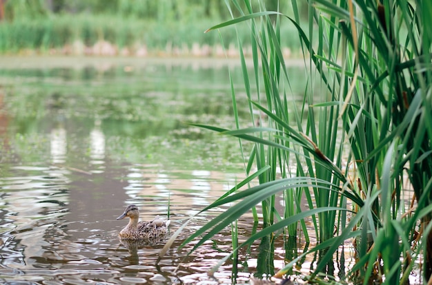Un'inquadratura orizzontale di anatre carine che nuotano in un lago. Anatre selvatiche in natura.