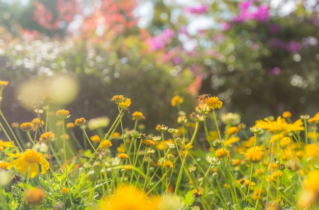 un insetto con fiori in giardino