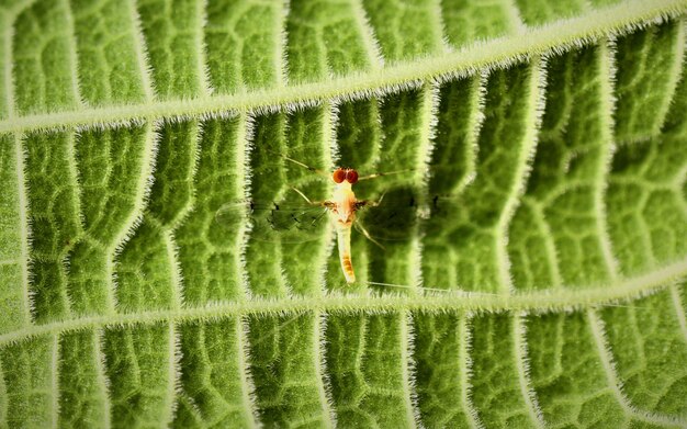 Un insetto dagli occhi a tazza su un colpo di macro di superficie foglia verde