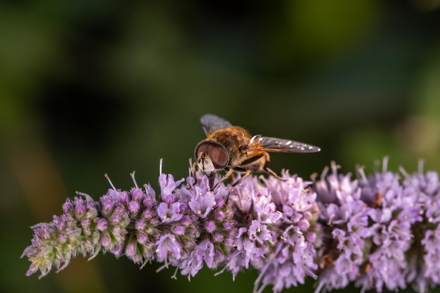 Un insetto hoverfly si siede su una fotografia macro di fiori viola in una giornata di sole estivo