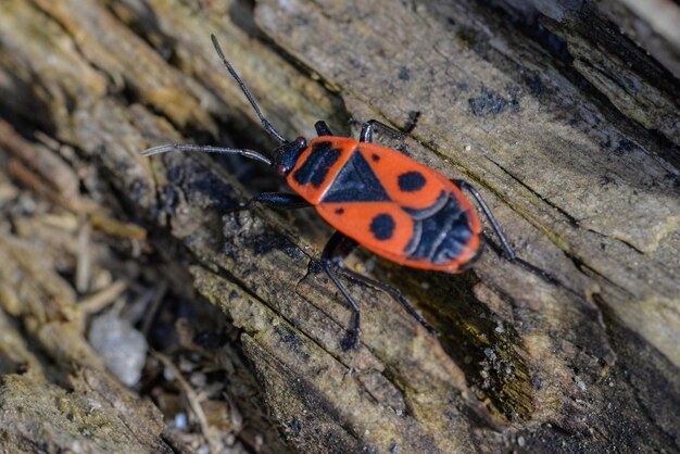 Un insetto rosso con segni neri si trova su un pezzo di legno.