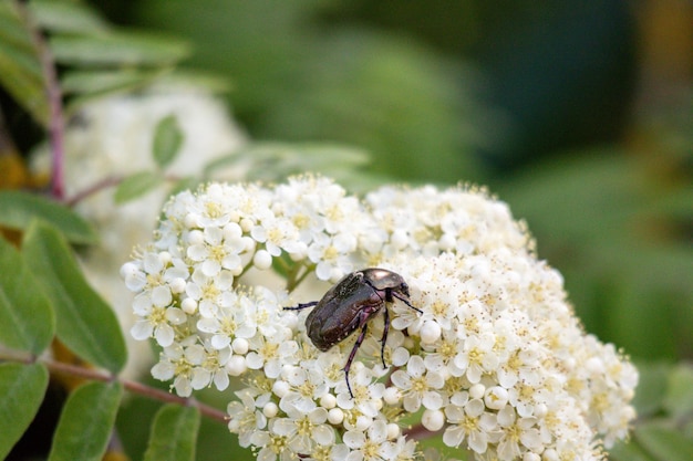 Un insetto su un fiore bianco