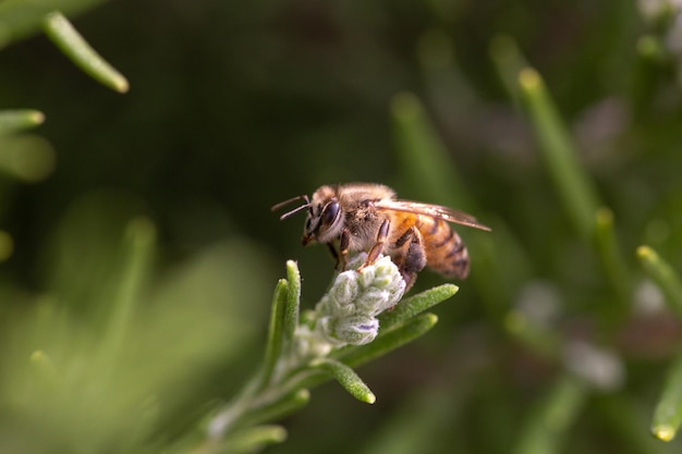 Un insetto volante a strisce di api mellifere su un fiore di rosmarino in fiore