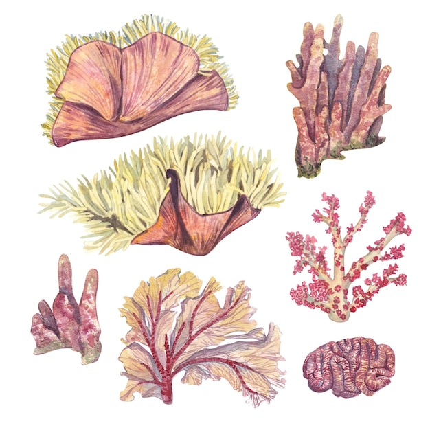Un insieme di diversi coralli sottomarini isolati su un bianco Illustrazione acquerello di coralli anemoni