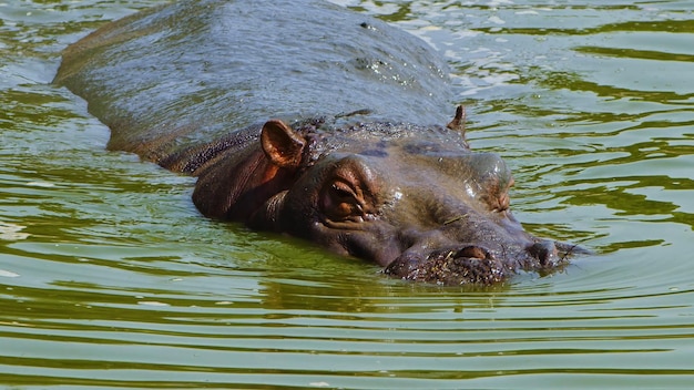 Un ippopotamo che nuota in uno stagno