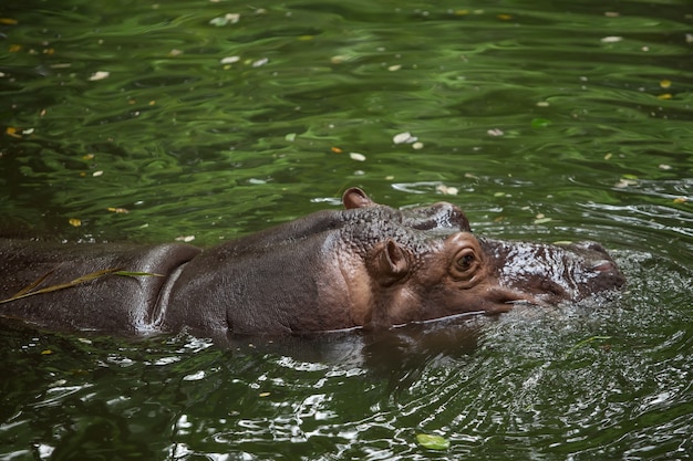 Un ippopotamo galleggia nell'acqua