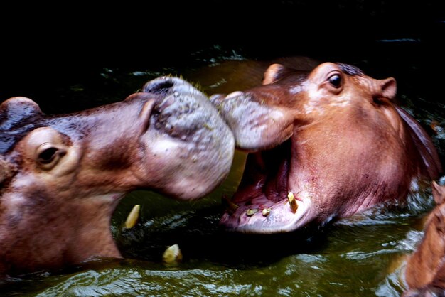 Un ippopotamo maschio che combatte nel lago