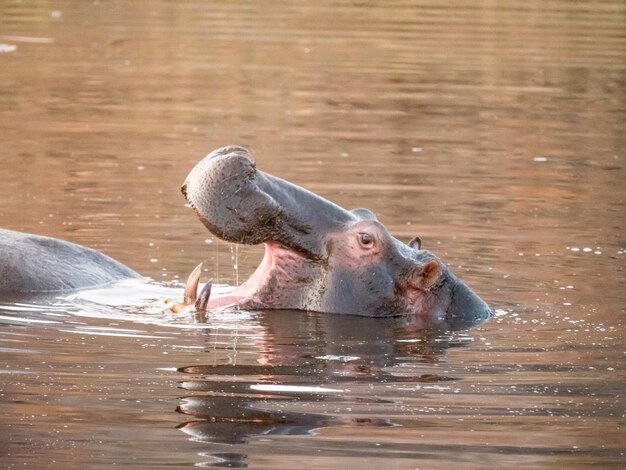 Un ippopotamo nel lago