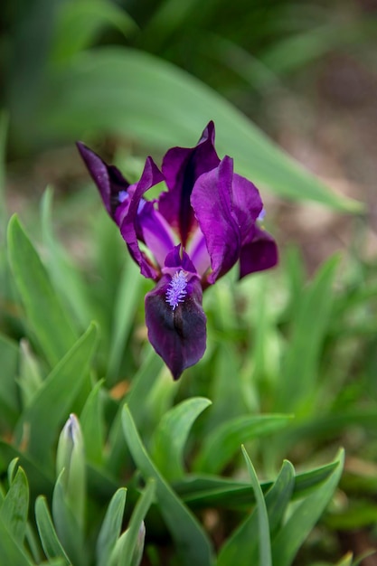 Un iris viola sta fiorendo in un giardino.