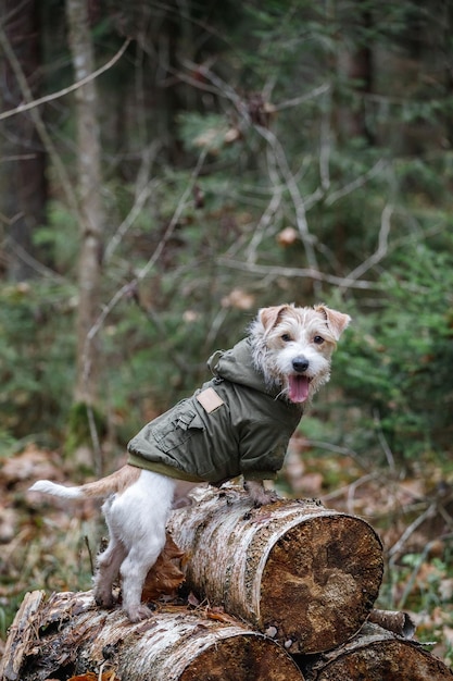 Un Jack Russell Terrier a pelo duro con la barba in una giacca color cachi si trova su tronchi nella foresta Concetto di cane militare Sfondo sfocato per l'iscrizione