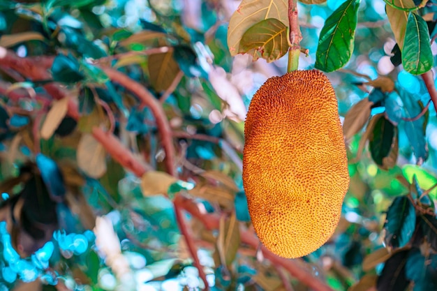 Un jackfruit è appeso a un albero con foglie.