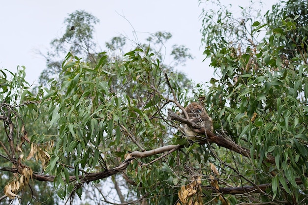 Un koala siede su un albero con foglie sui rami.