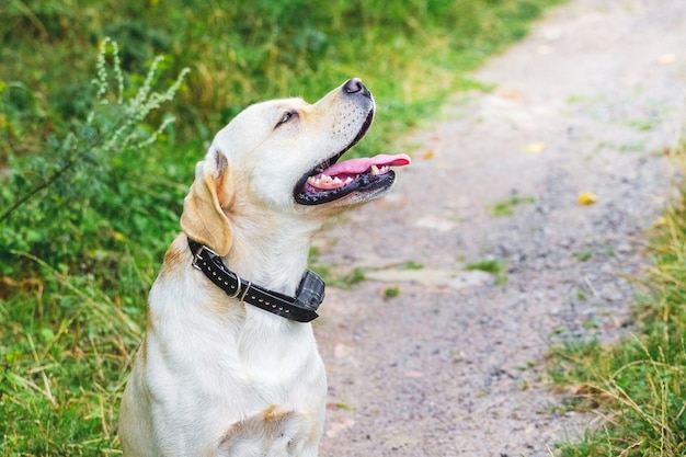 Un labrador bianco all'aperto