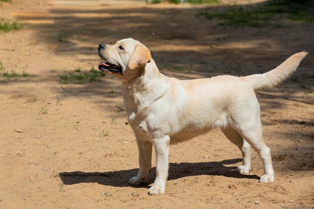 Un labrador biondo esegue i comandi durante le competizioni