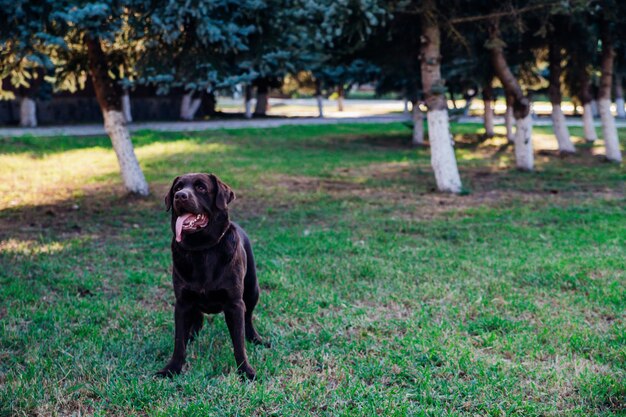 Un Labrador marrone adulto corre in un parco pubblico. Il cane salta giocosamente e si diverte.