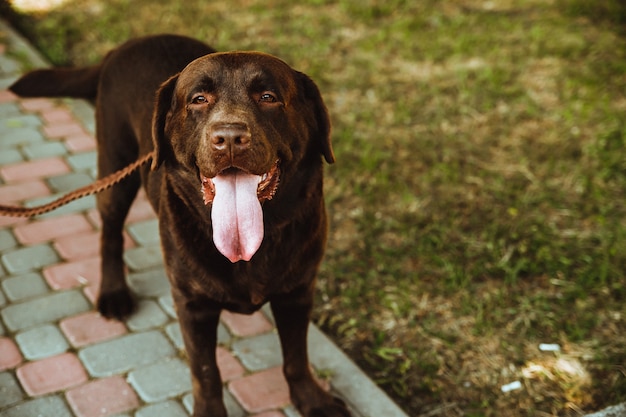 Un Labrador marrone in piena crescita nel parco durante una passeggiata. Il proprietario tiene il cane al guinzaglio. Lealtà e lealtà.