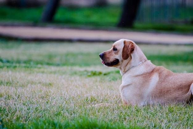 Un labrador marrone in un campo di erba