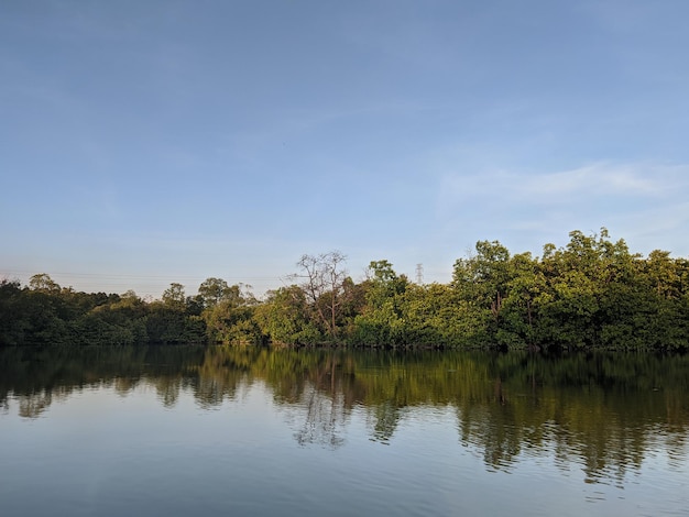 Un lago con alberi e acqua in primo piano