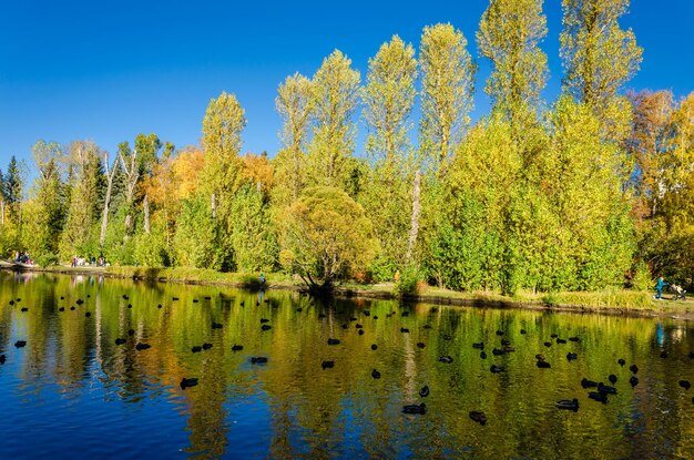 Un lago con alberi e un cielo blu