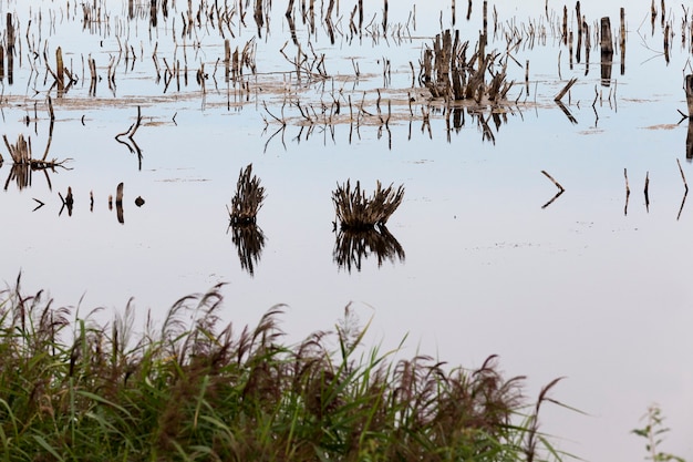 Un lago con piante diverse