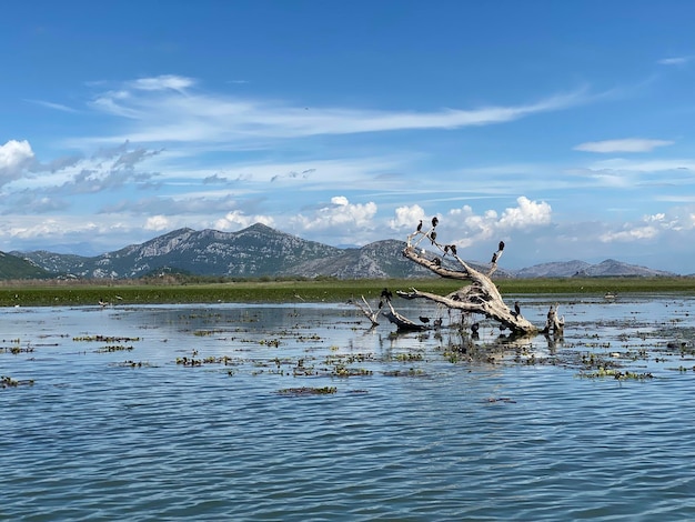 Un lago con un albero al centro e una montagna sullo sfondo