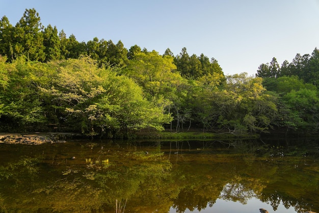 Un lago nella foresta con alberi e un cielo blu