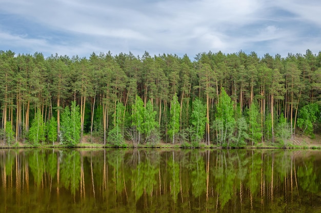 Un lago nella foresta con il riflesso di un albero sull'acqua.