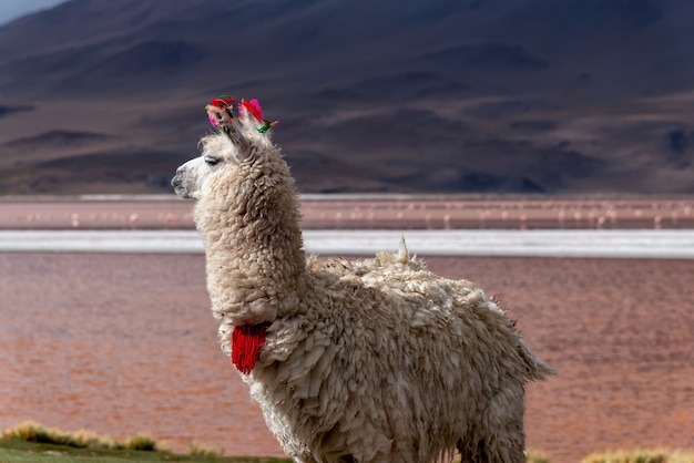 Un lama in un lago rosa