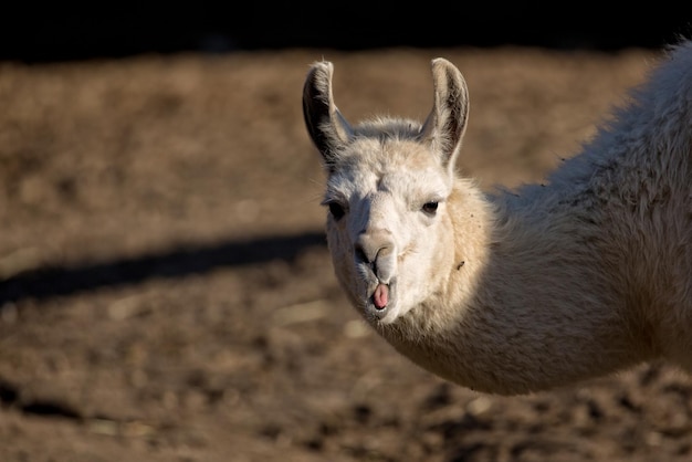 Un lama tira fuori la lingua in un campo.