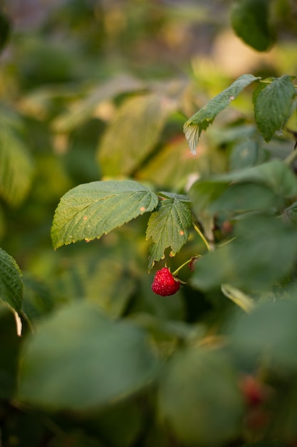 un lampone rosso maturo su un cespuglio verde all'aperto in estate