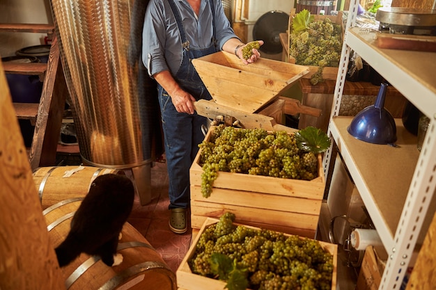 un lavoratore della cantina che carica l'uva in un frantoio di legno in cantina