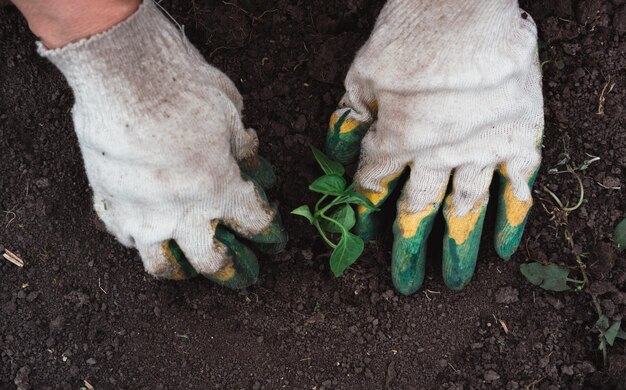 Un lavoratore in guanti pianta una giovane pianta verde nel terreno