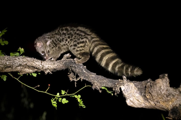 Un lemure su un ramo nel buio.