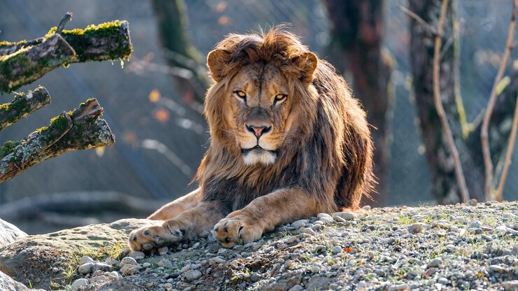 Un leone con una bella criniera giace a terra