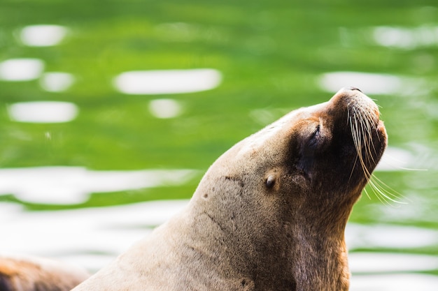 Un leone di mare sdraiato al sole in riva al mare