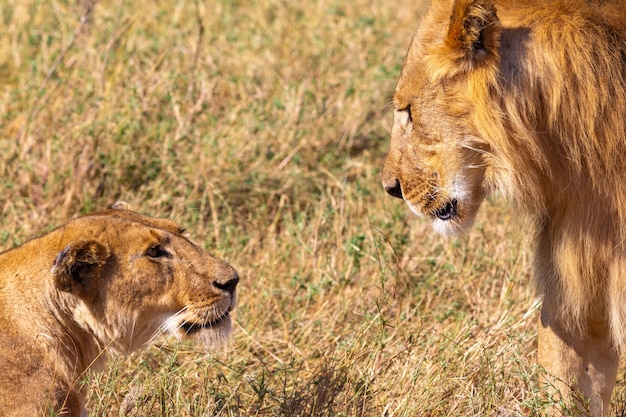 Un leone e una leonessa nel Masai Mara Kenya Africa