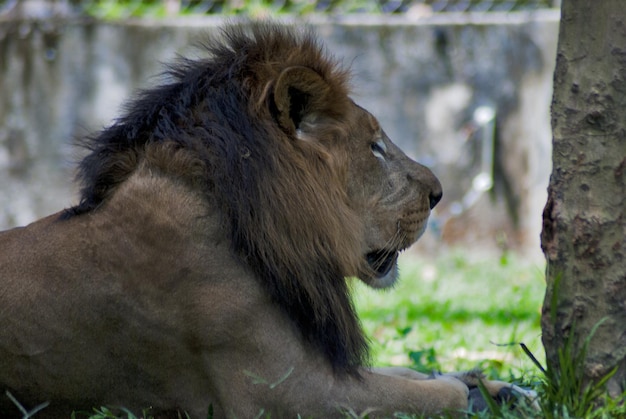 Un leone giace nell'erba