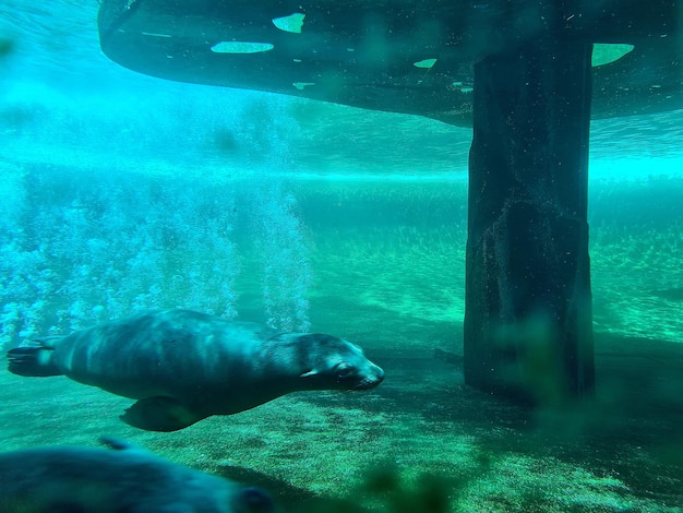 Un leone marino sta nuotando nell'acqua.