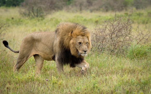 Un leone predatore in una radura