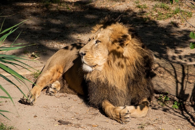 Un leone riposa a terra nello zoo.