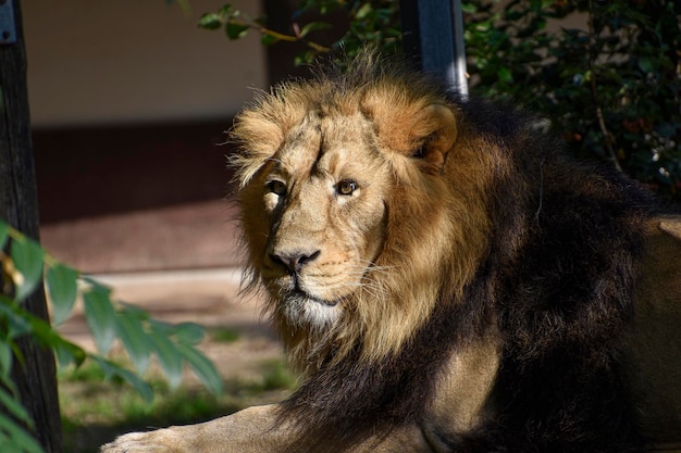 Un leone siede all'ombra