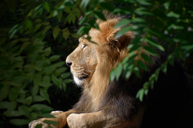 Un leone siede sugli alberi nella foresta.