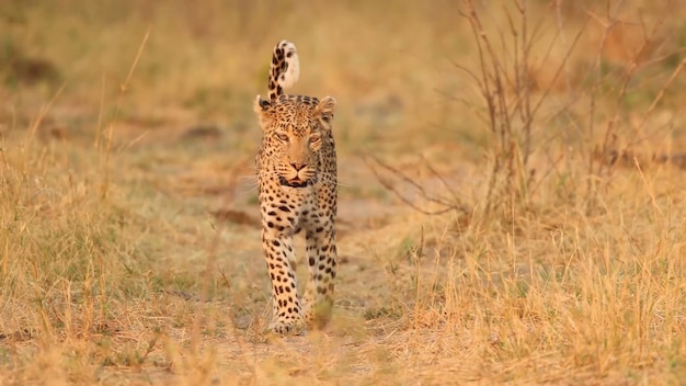 Un leopardo cammina nell'erba nel parco nazionale del serengeti.