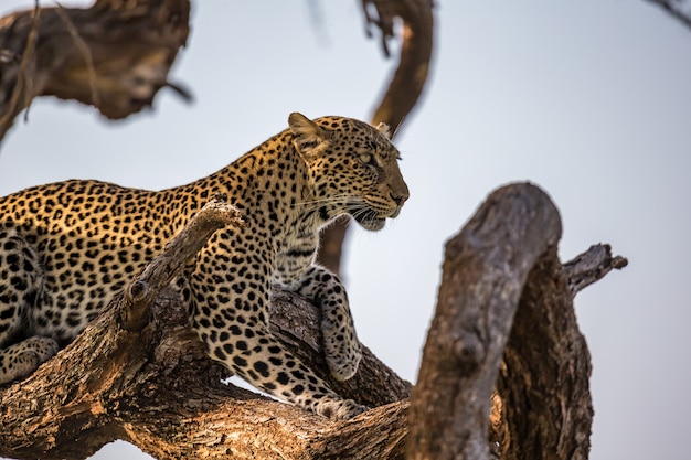 Un leopardo poggia sul brach di un albero