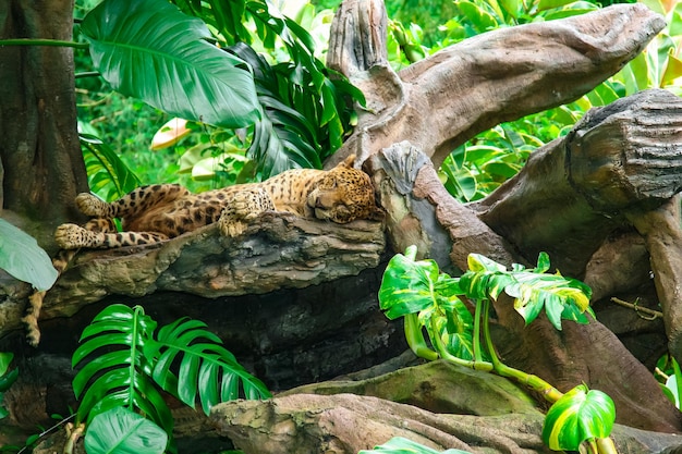 Un leopardo solitario sulla cima dell'albero all'isola di Bali che dorme