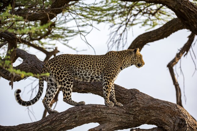 Un leopardo sta camminando su e giù per l'albero sui suoi rami